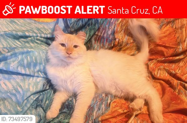 Lost Male Cat last seen Chestnut, neary lagoon, depot park, laurel, Santa Cruz, CA 95060
