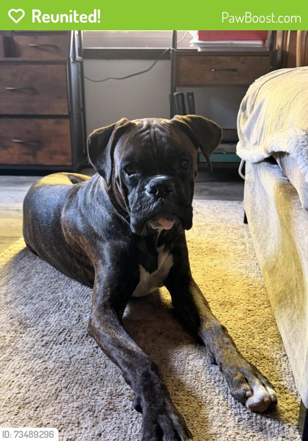 Reunited Male Dog last seen Gary lane and coolidge, Modesto, CA 95355