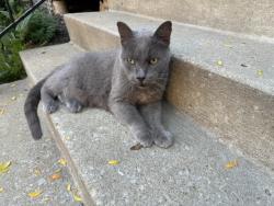 Found/Stray Male Cat last seen 10th and Washington st, Kansas City, MO 64105
