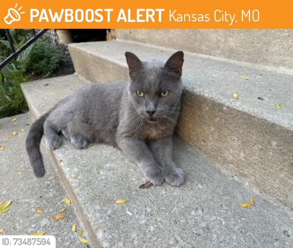 Found/Stray Male Cat last seen 10th and Washington st, Kansas City, MO 64105
