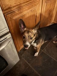 Lost Male Dog last seen Newsom Road, Mesquite, TX 75181