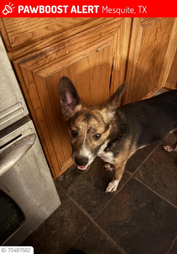 Lost Male Dog last seen Newsom Road, Mesquite, TX 75181