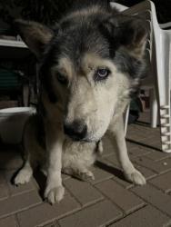 Reunited Female Dog last seen Lousie Ave San Jose, Los Angeles, CA 91344