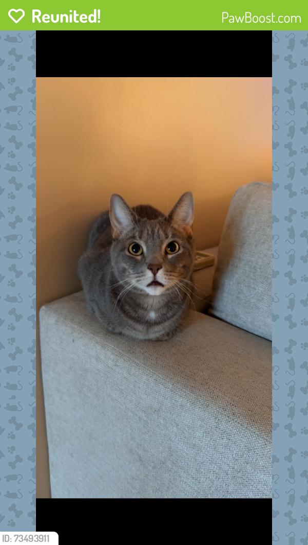 Reunited Female Cat last seen Middle belt and west, New Boston, MI 48164