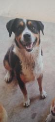 Lost Male Dog last seen South Cross, San Antonio, TX 78211