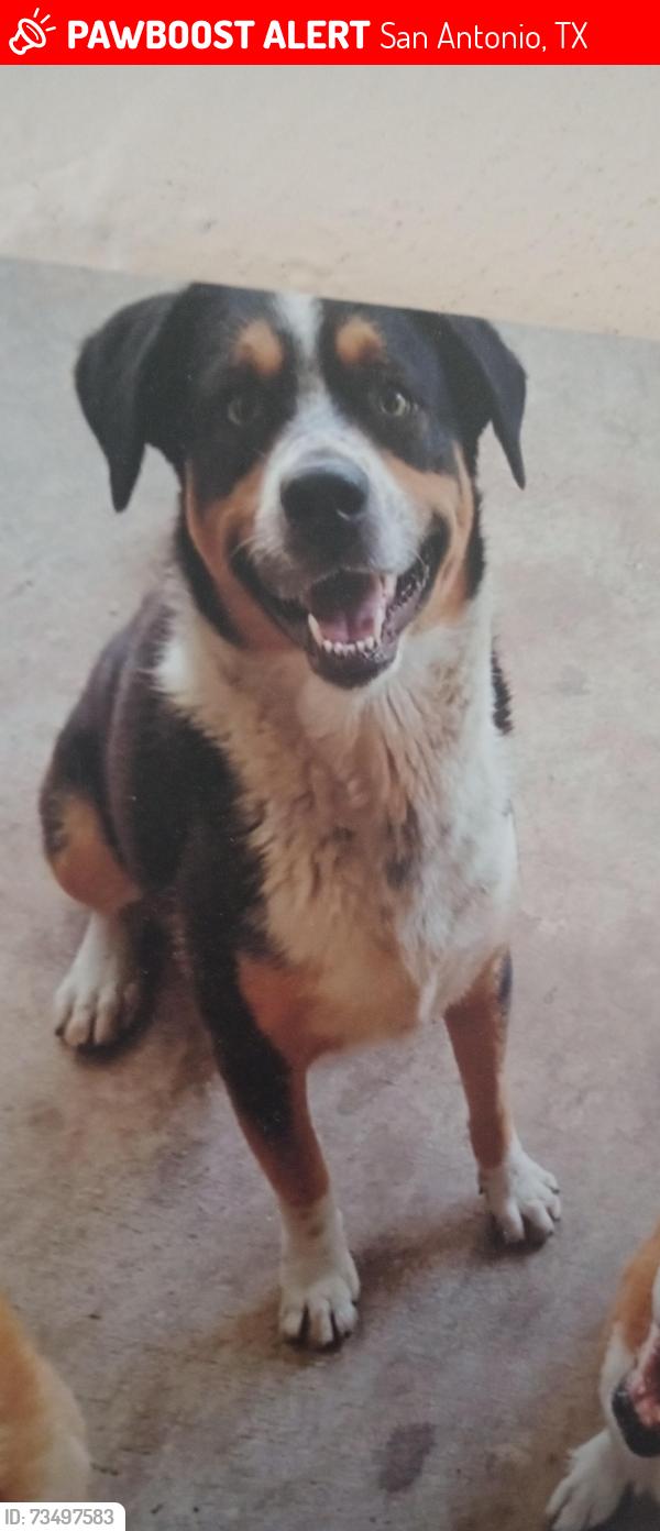 Lost Male Dog last seen South Cross, San Antonio, TX 78211