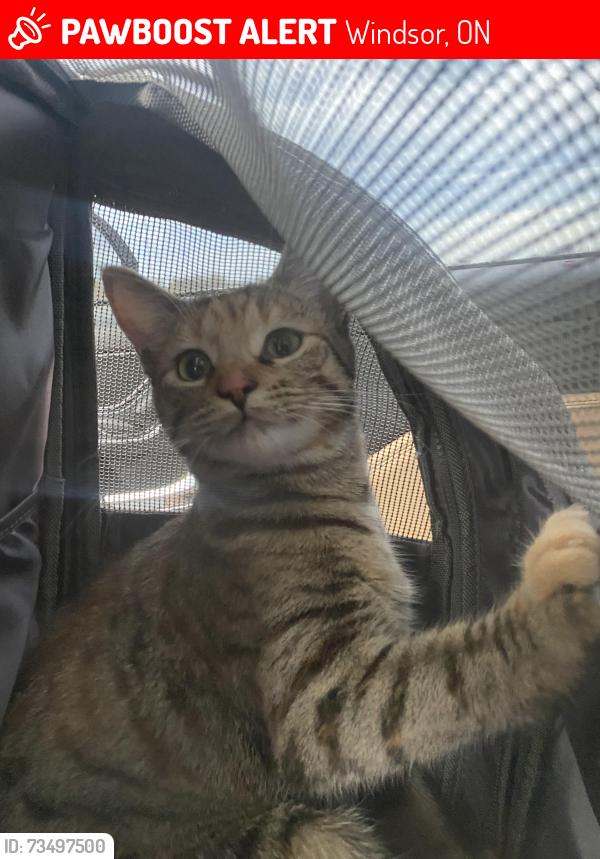 Lost Female Cat last seen near ontario street and garry dugal playground, Windsor, ON 48207