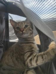 Lost Female Cat last seen near ontario street and garry dugal playground, Windsor, ON 48207