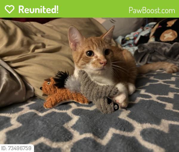 Reunited Male Cat last seen Near keye dr, Spring Hill, FL 34606