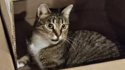 Reunited Male Cat last seen Beach st, Freetown, MA 02702