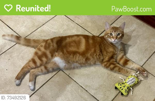 Reunited Male Cat last seen Tavistock Lane, Tiverton Lane, Lincoln, CA 95648