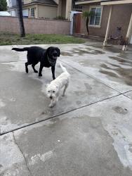 Found/Stray Male Dog last seen Citrus and Randall, Fontana, CA 92335