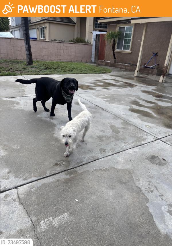 Found/Stray Male Dog last seen Citrus and Randall, Fontana, CA 92335