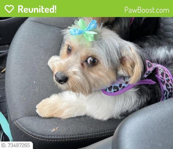 Reunited Female Dog last seen Emblem dr and Kay street off Cognbill rd, Richmond, VA 23234