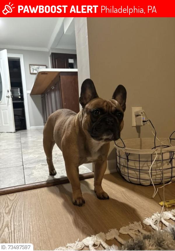 Lost Male Dog last seen Arendell and melrose, Philadelphia, PA 19114