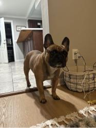 Lost Male Dog last seen Arendell and melrose, Philadelphia, PA 19114