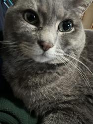 Lost Female Cat last seen Evergreen, San Bruno, CA 94066