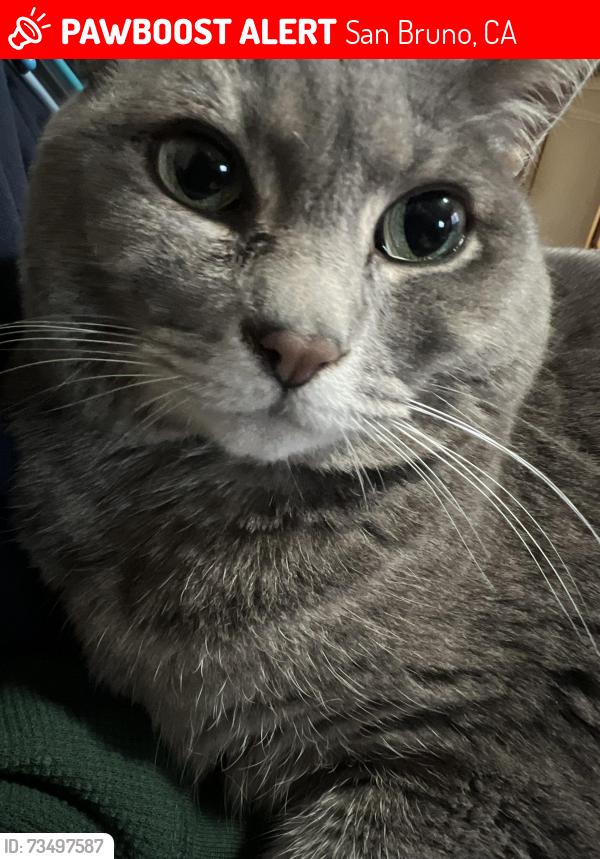 Lost Female Cat last seen Evergreen, San Bruno, CA 94066