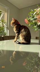 Lost Female Cat last seen Rua nevada 100, Quebec, PR 86060-238