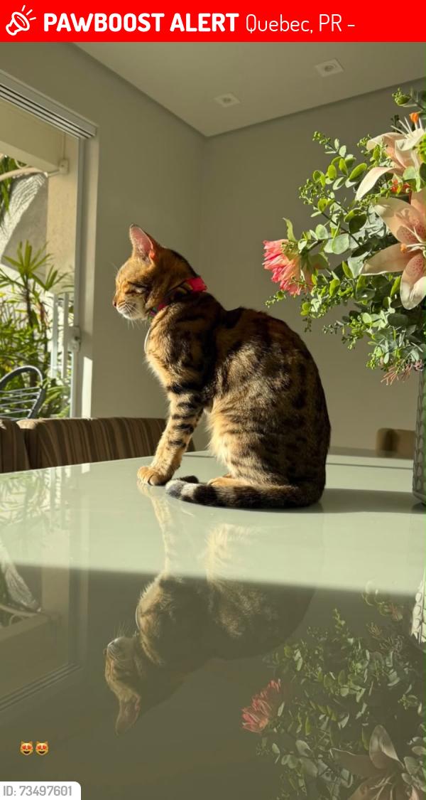 Lost Female Cat last seen Rua nevada 100, Quebec, PR 86060-238