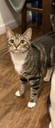 Reunited Female Cat last seen Highland Ave and Lakeview Rd, Clearwater, FL 33755