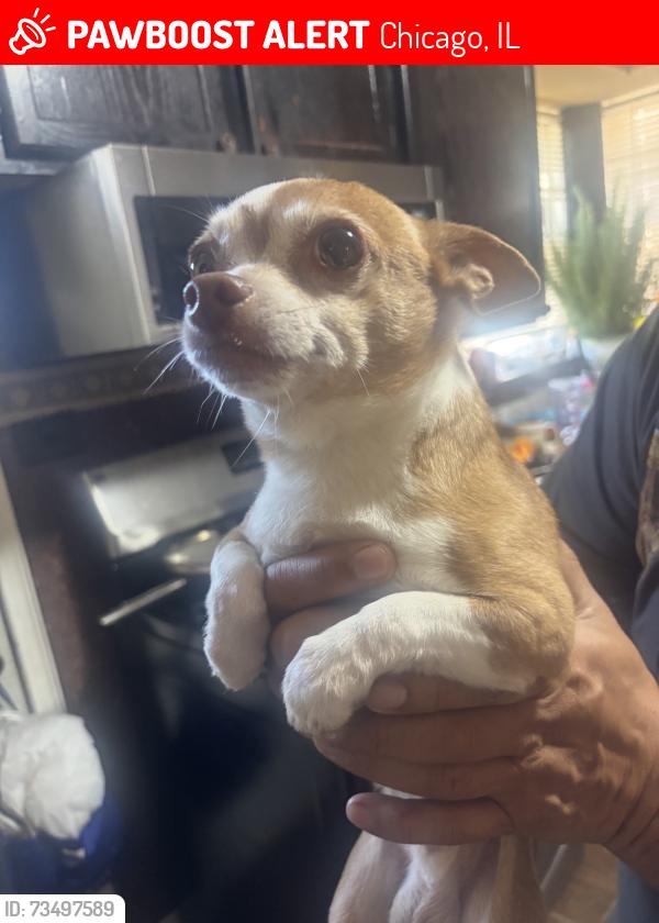 Lost Male Dog last seen Near n cícero ave, Chicago, IL 60646