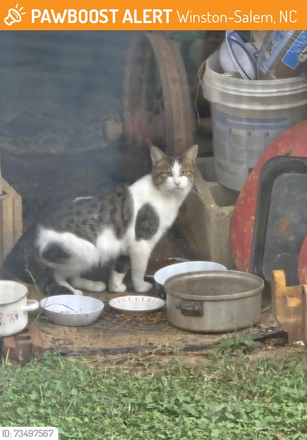 Found/Stray Unknown Cat last seen Wallburg City Hall, Winston-Salem, NC 27107