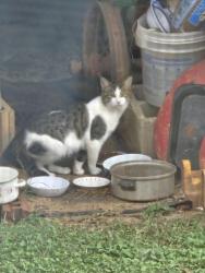 Found/Stray Unknown Cat last seen Wallburg City Hall, Winston-Salem, NC 27107
