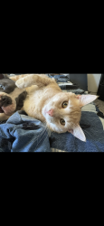Lost Male Cat last seen E Grand forest drive, Boise, ID 83716
