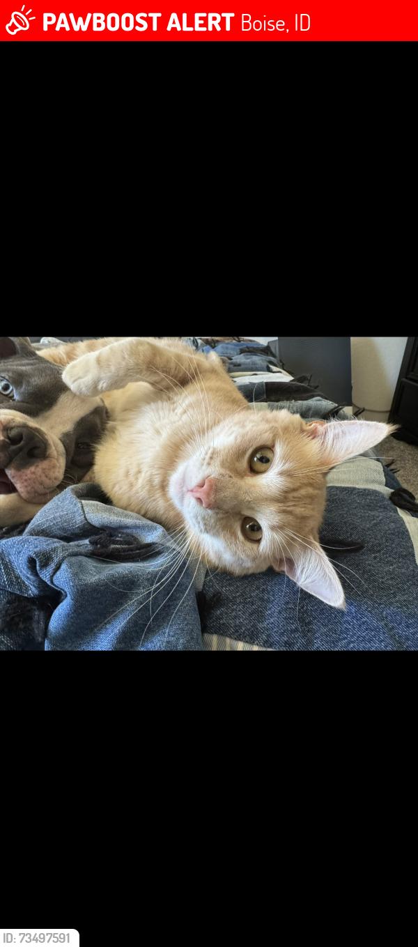 Lost Male Cat last seen E Grand forest drive, Boise, ID 83716