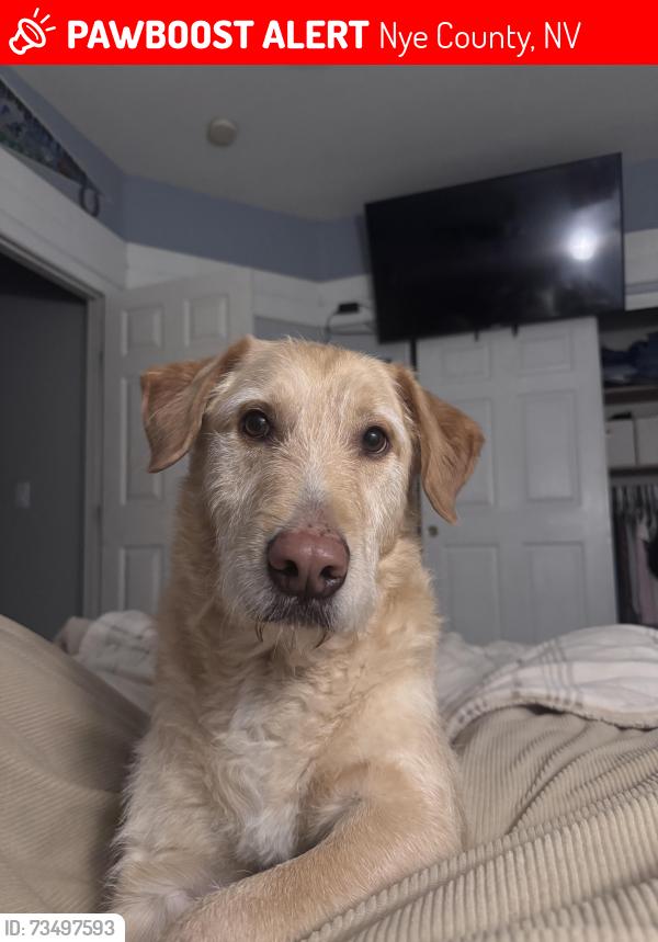Lost Male Dog last seen US 95 Mile Marker 13 in Nye County. Closest crossroad is the 160 to Pahrump, Mercury, NV 89023