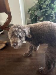 Reunited Male Dog last seen Ridge on Park Eataes Drive Calgary, Calgary, AB 