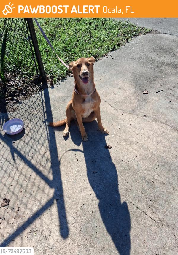 Found/Stray Female Dog last seen 1421ne 24th st ocala fl 34470, Ocala, FL 34470