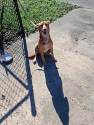 Found/Stray Female Dog last seen 1421ne 24th st ocala fl 34470, Ocala, FL 34470