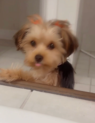 Reunited Female Dog last seen Near heath creek, DeSoto, TX 75115