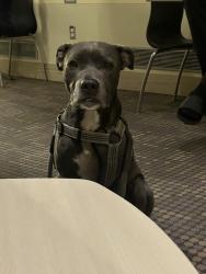 Reunited Female Dog last seen Millard library, Omaha, NE 68144