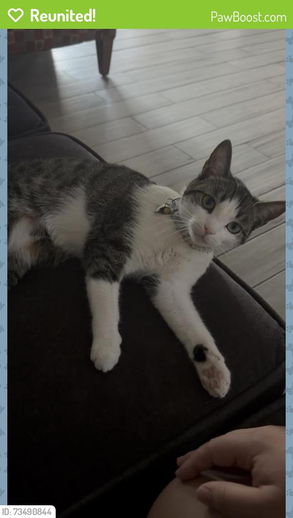 Reunited Female Cat last seen 48th ave Encanto Blvd, Phoenix, AZ 85035