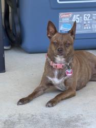 Reunited Female Dog last seen Manchaca Rd and FM 1626, Manchaca, TX 78652