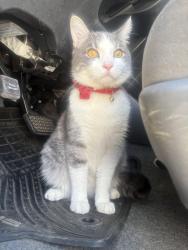 Lost Male Cat last seen Near Buckley, Aurora, CO 80013