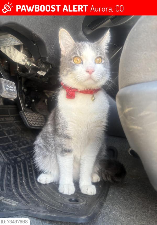 Lost Male Cat last seen Near Buckley, Aurora, CO 80013