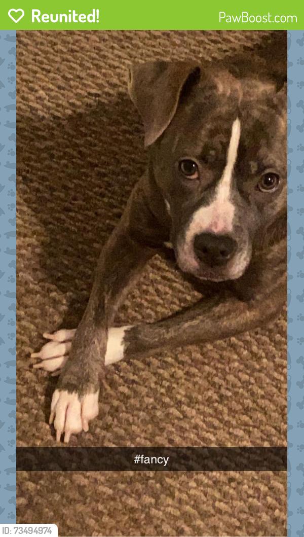 Reunited Female Dog last seen Winchester, Monroe, NC 28110
