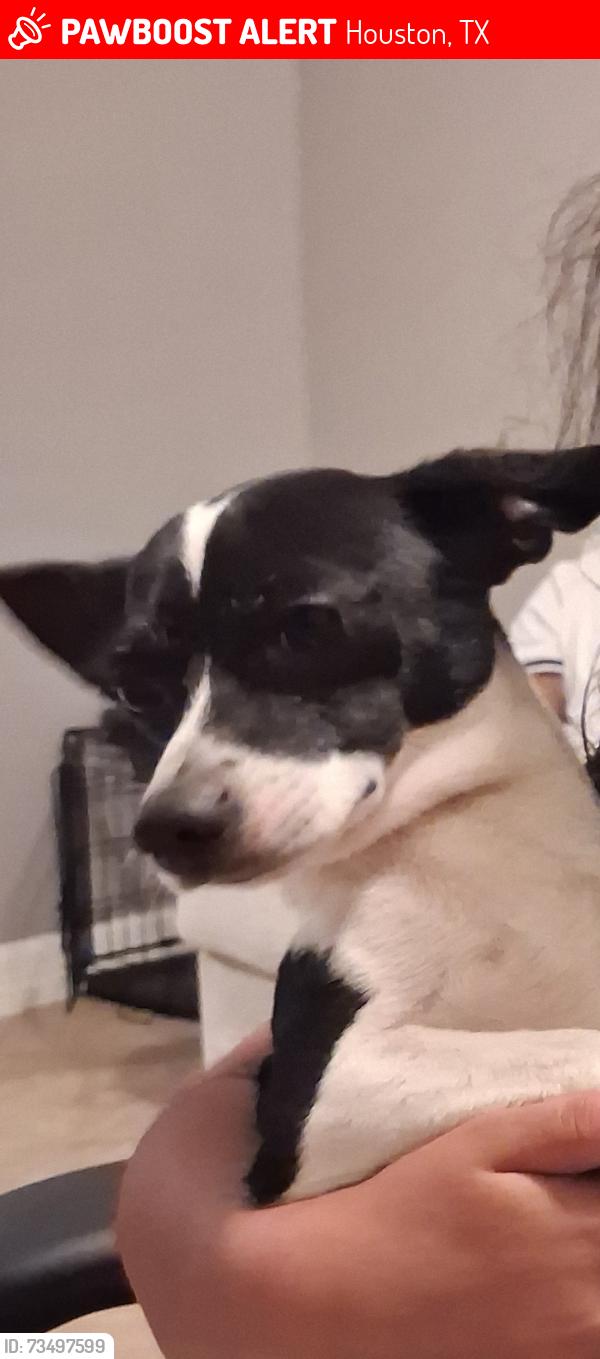 Lost Male Dog last seen South Post Oak, Houston, TX 77045