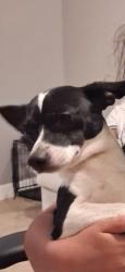 Lost Male Dog last seen South Post Oak, Houston, TX 77045