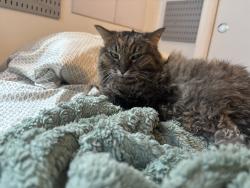 Lost Female Cat last seen Near th Avenue, Miami, FL 33127