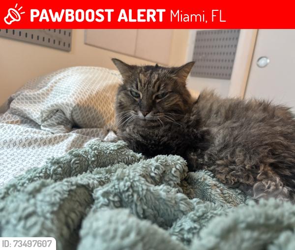 Lost Female Cat last seen Near th Avenue, Miami, FL 33127