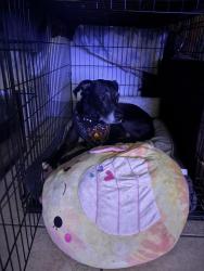 Lost Female Dog last seen carlotta street, Baton Rouge, LA 70802