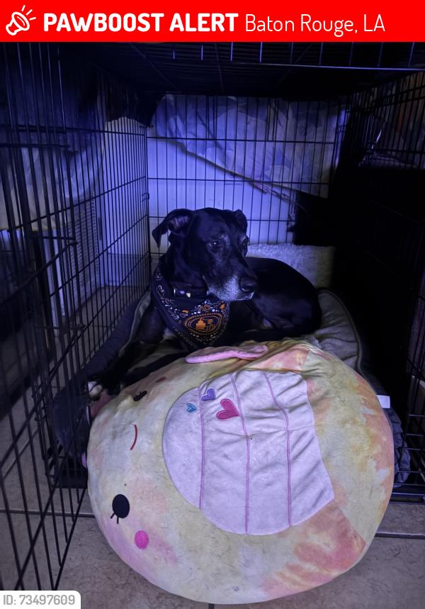 Lost Female Dog last seen carlotta street, Baton Rouge, LA 70802