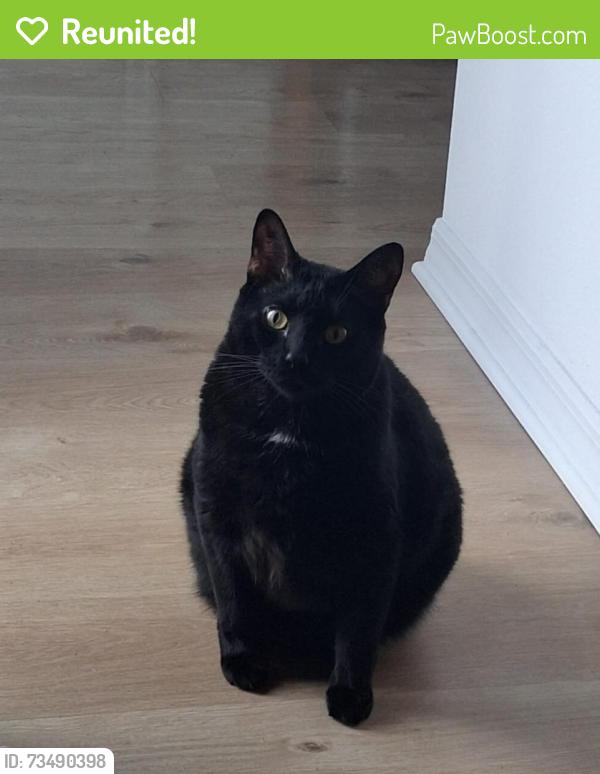 Reunited Male Cat last seen 17th street, Palmetto, FL 34221