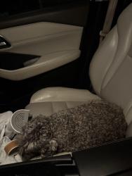 Reunited Female Dog last seen Trail that intersects hillside drive, Round Rock, TX 78717