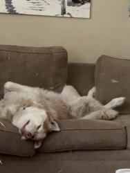 Reunited Male Dog last seen Cliffdale and McPherson Church Road, Fayetteville, NC 28314